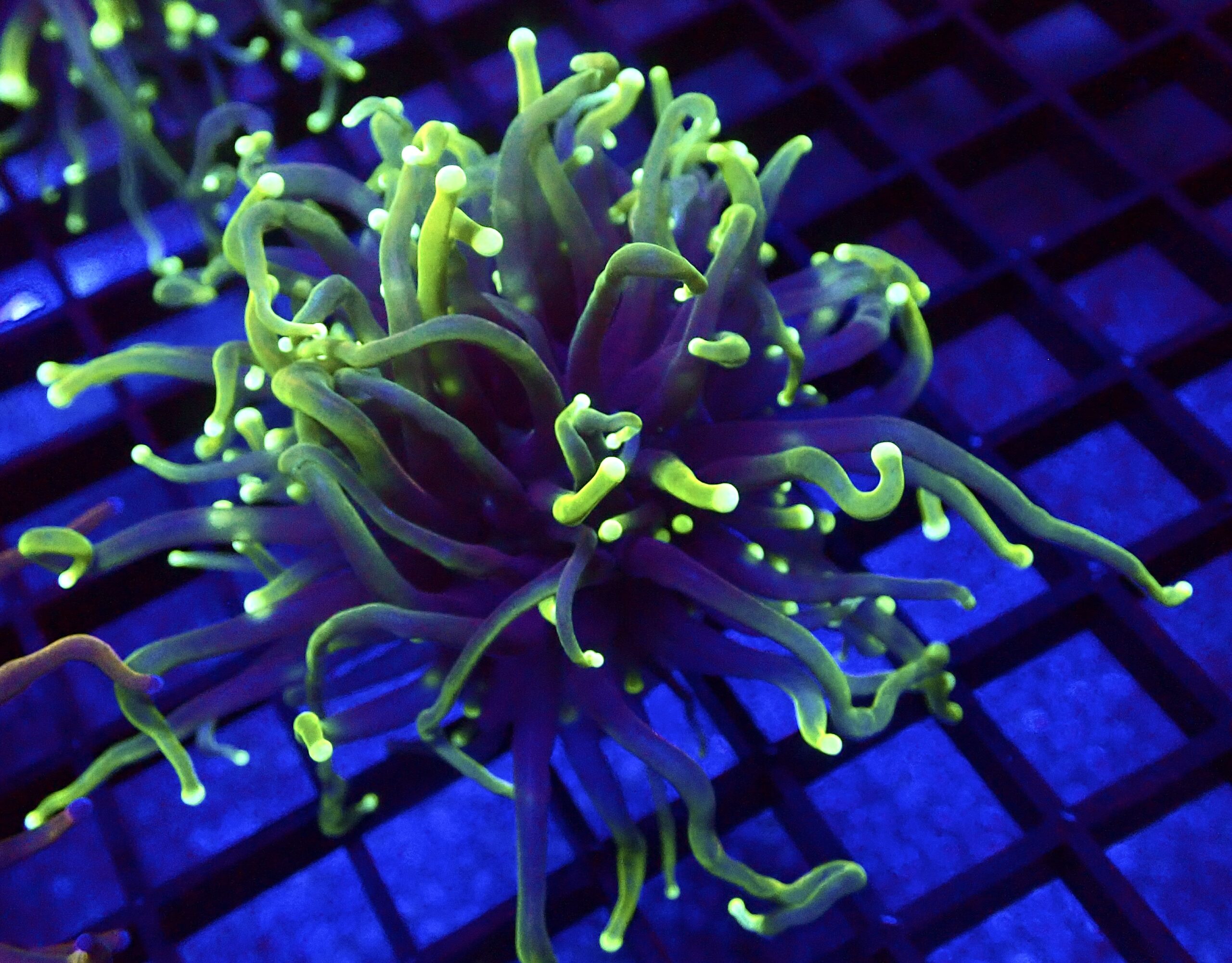 WYSIWYG Holy Guacamole Torch Euphyllia 69