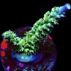 WYSIWYG 22D Iced Lemon Acropora Tenius