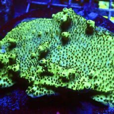 WYSIWYG L1 Purple Acropora Efflorescens  Colony (Tabling)