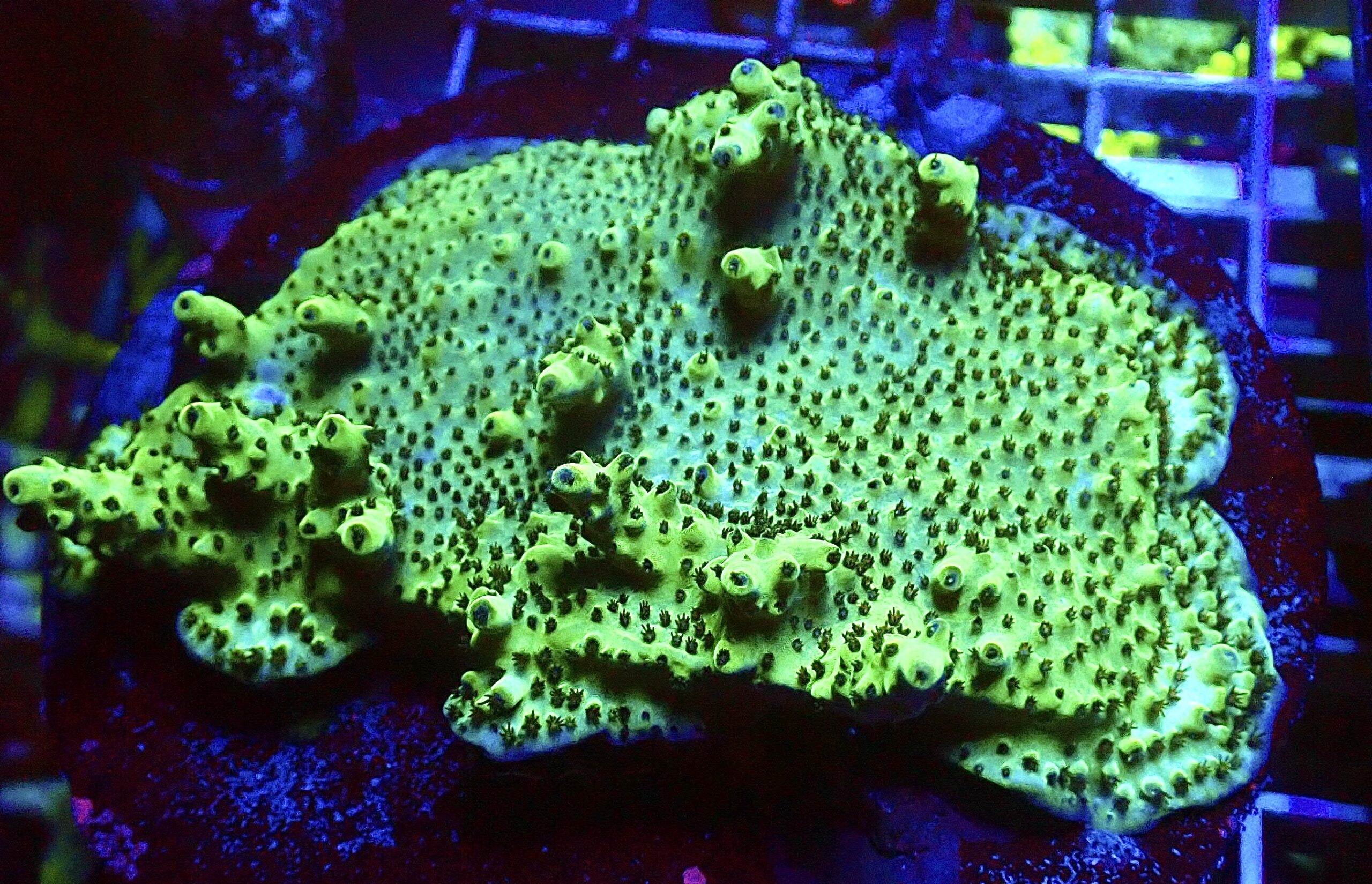 WYSIWYG L1 Purple Acropora Efflorescens Colony (Tabling)