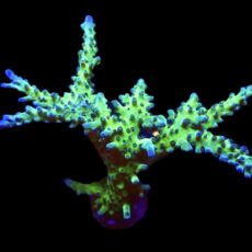 WYSIWYG Electric Miyagi Tort Acropora 100mm Colony 72