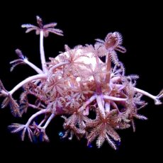 WYSIWYG Pulsing Xenia Frag Extra Large 1
