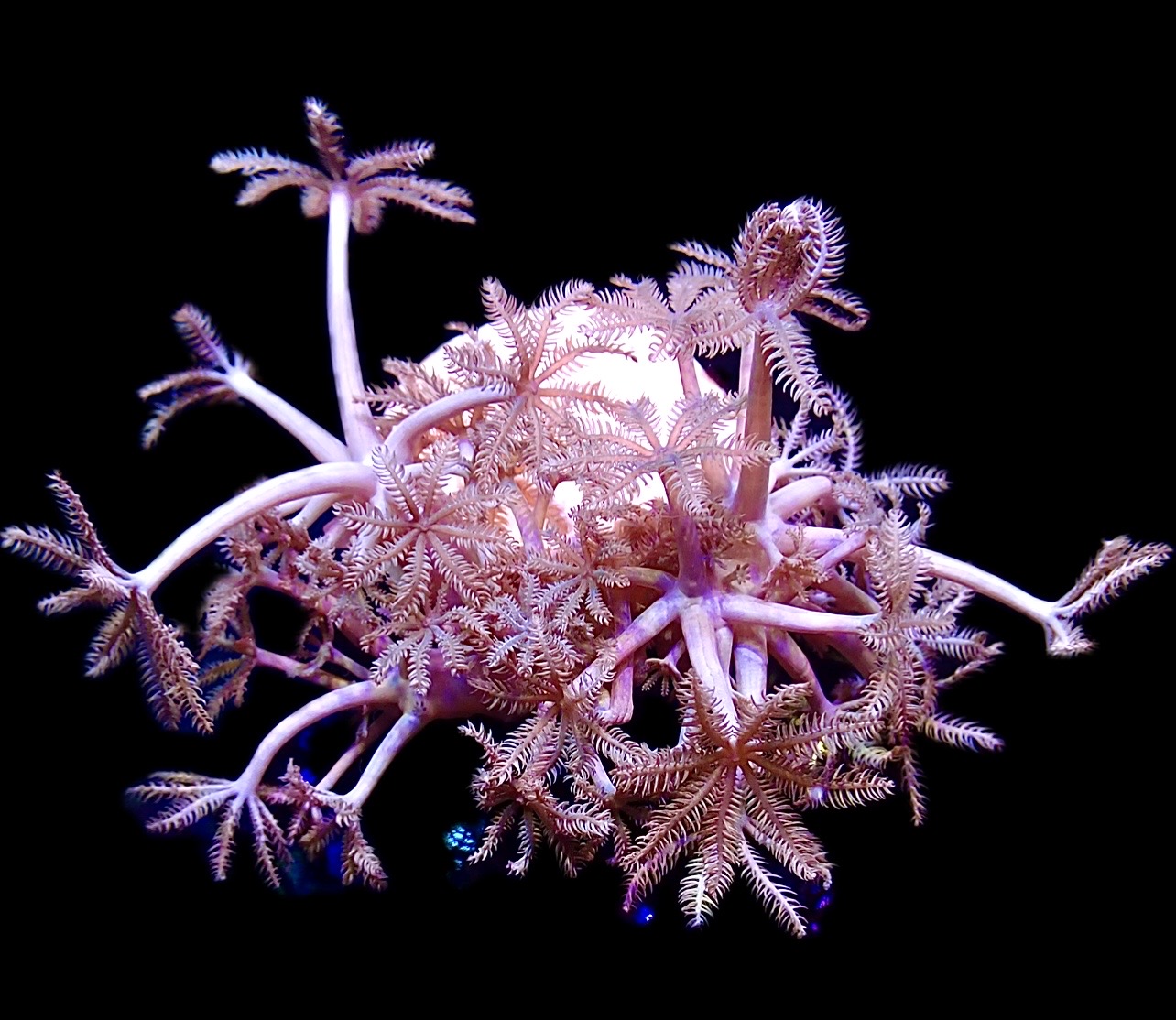 WYSIWYG Pulsing Xenia Frag Extra Large 1