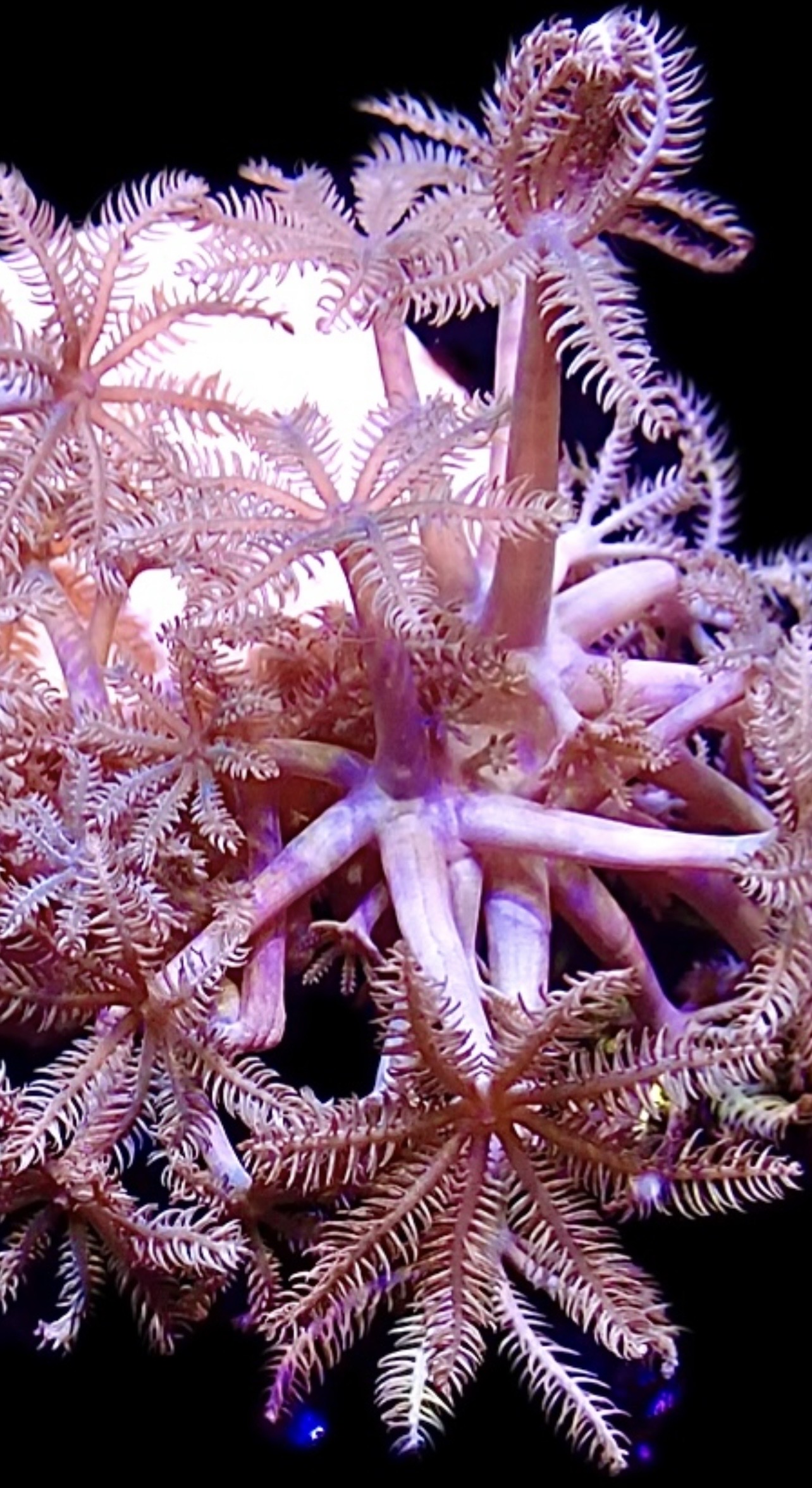 WYSIWYG Pulsing Xenia Frag Extra Large 1 - Image 2