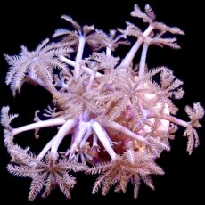 WYSIWYG Pulsing Xenia Frag Extra Large 2
