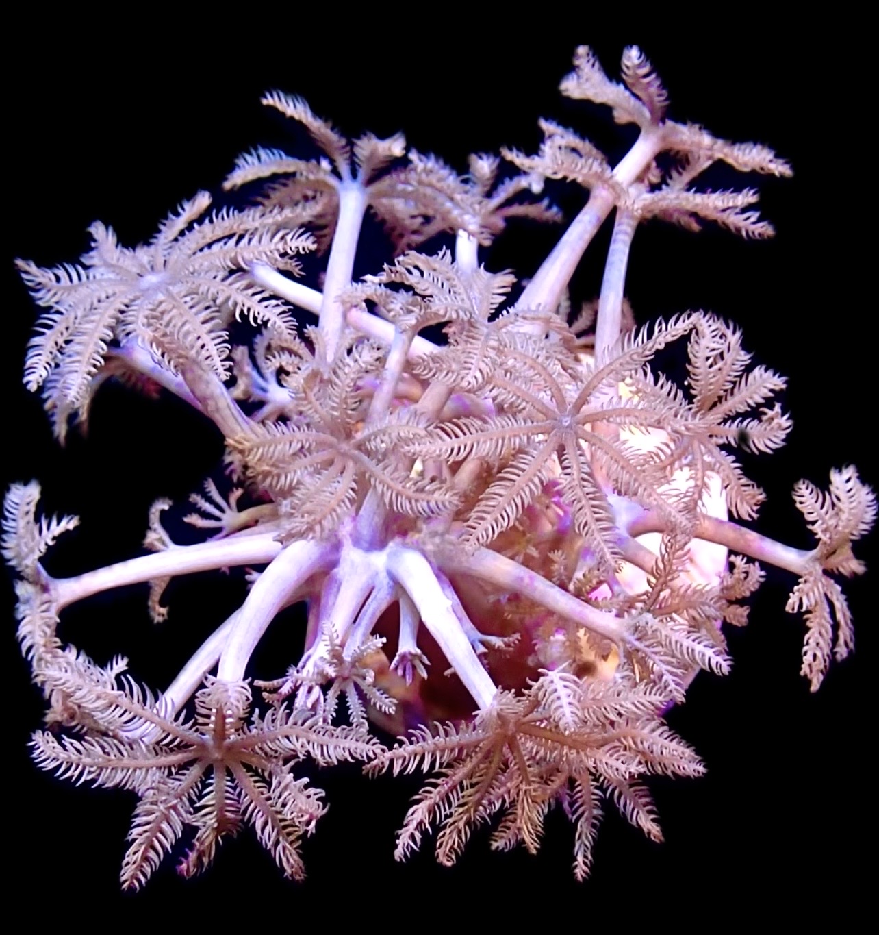 WYSIWYG Pulsing Xenia Frag Extra Large 2