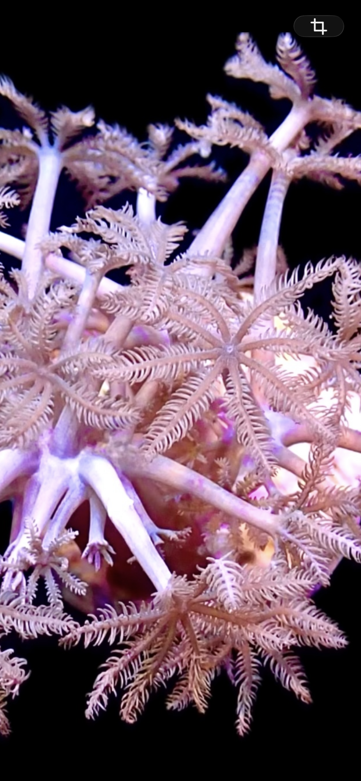 WYSIWYG Pulsing Xenia Frag Extra Large 2 - Image 2