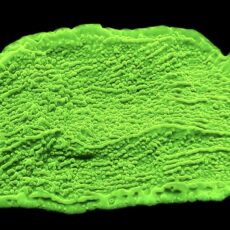 WYSIWYG 11C Toxic Lime Plating Montipora Large