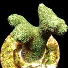 WYSIWYG 18D Finger Porites Frag