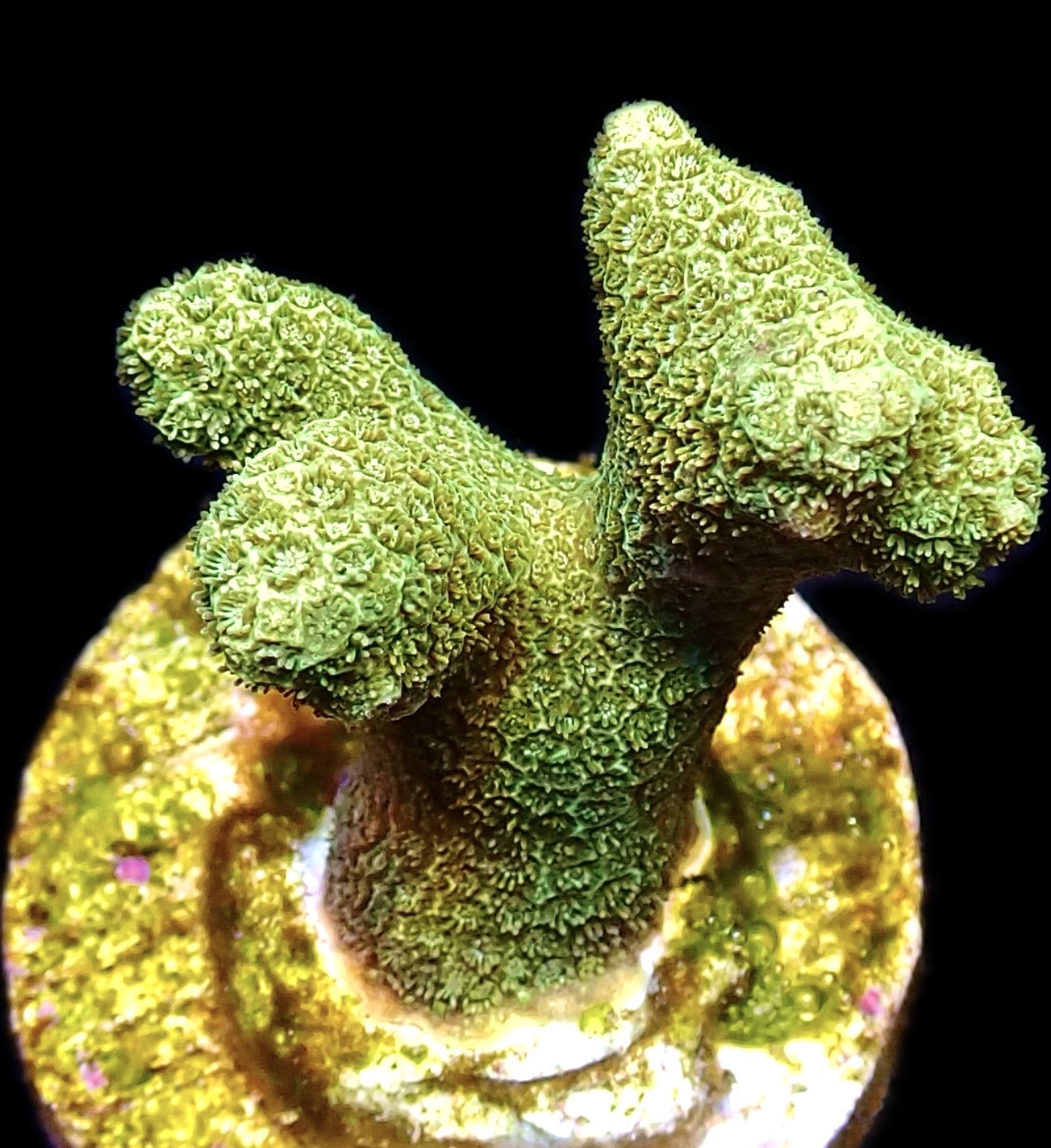 WYSIWYG 18D Finger Porites Frag