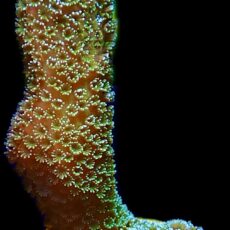 WYSIWYG 19A Lemon/Lime Montipora Digitata