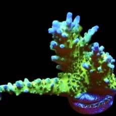 WYSIWYG 20H Lime / Blue Staghorn Acropora ( 65mm Colony )