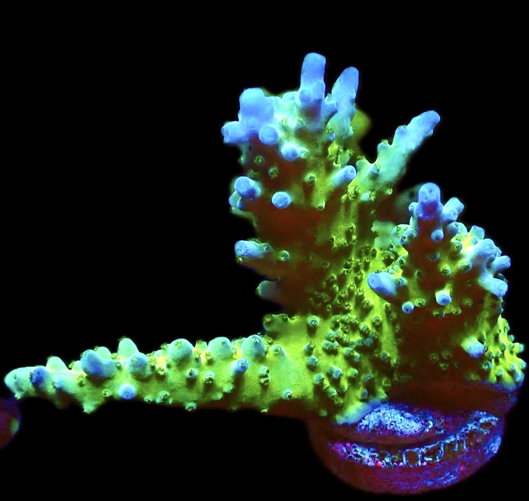WYSIWYG 20H Lime / Blue Staghorn Acropora ( 65mm Colony )