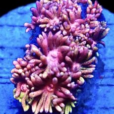 WYSIWYG 13A Rainbow Goniopora Frag