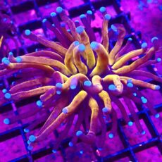 WYSIWYG Tiger Torch Euphyllia 73