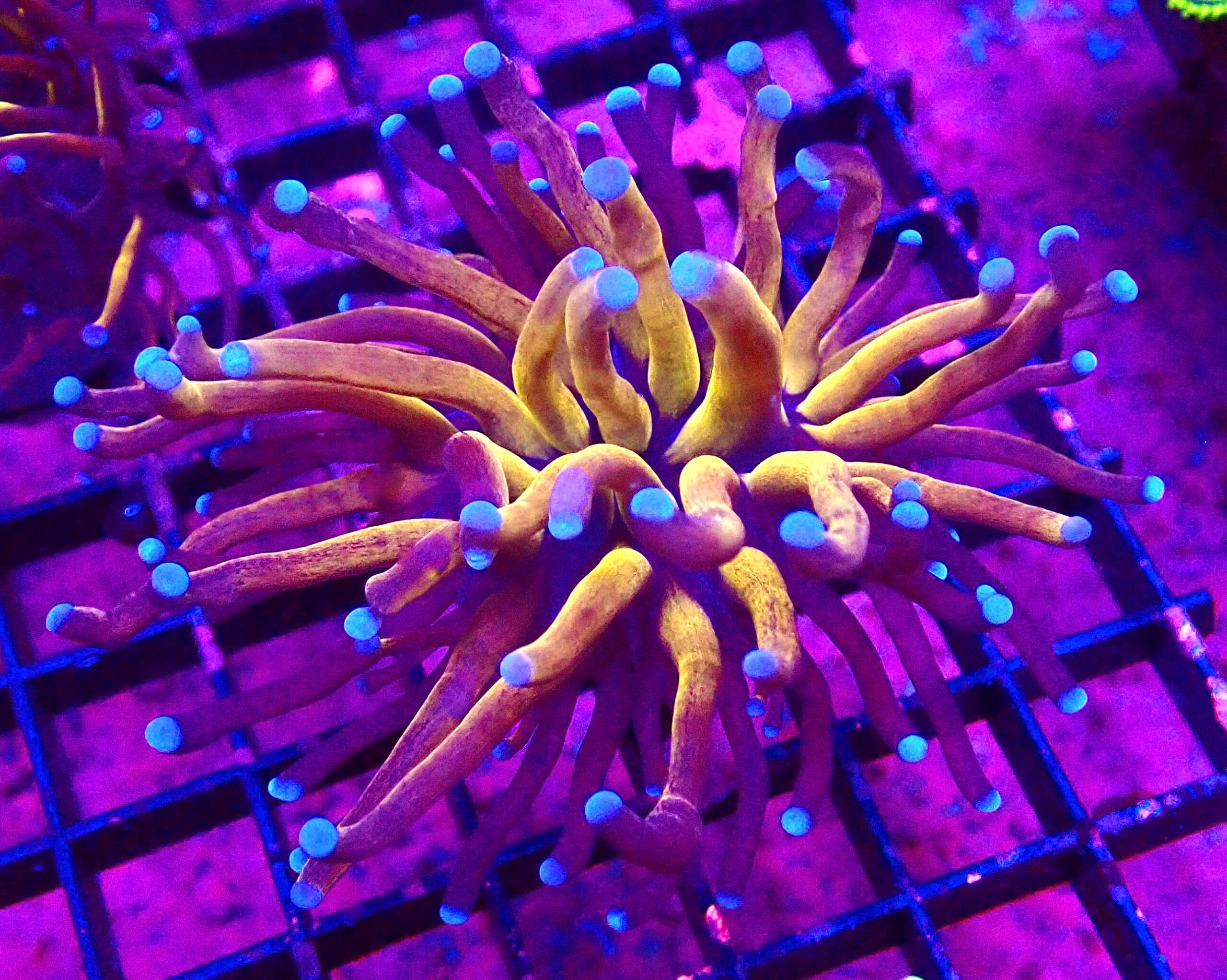 WYSIWYG Tiger Torch Euphyllia 73