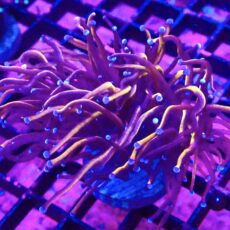 WYSIWYG 24K Torch Euphyllia 9