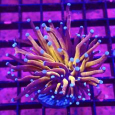 WYSIWYG Tiger Torch Euphyllia 49