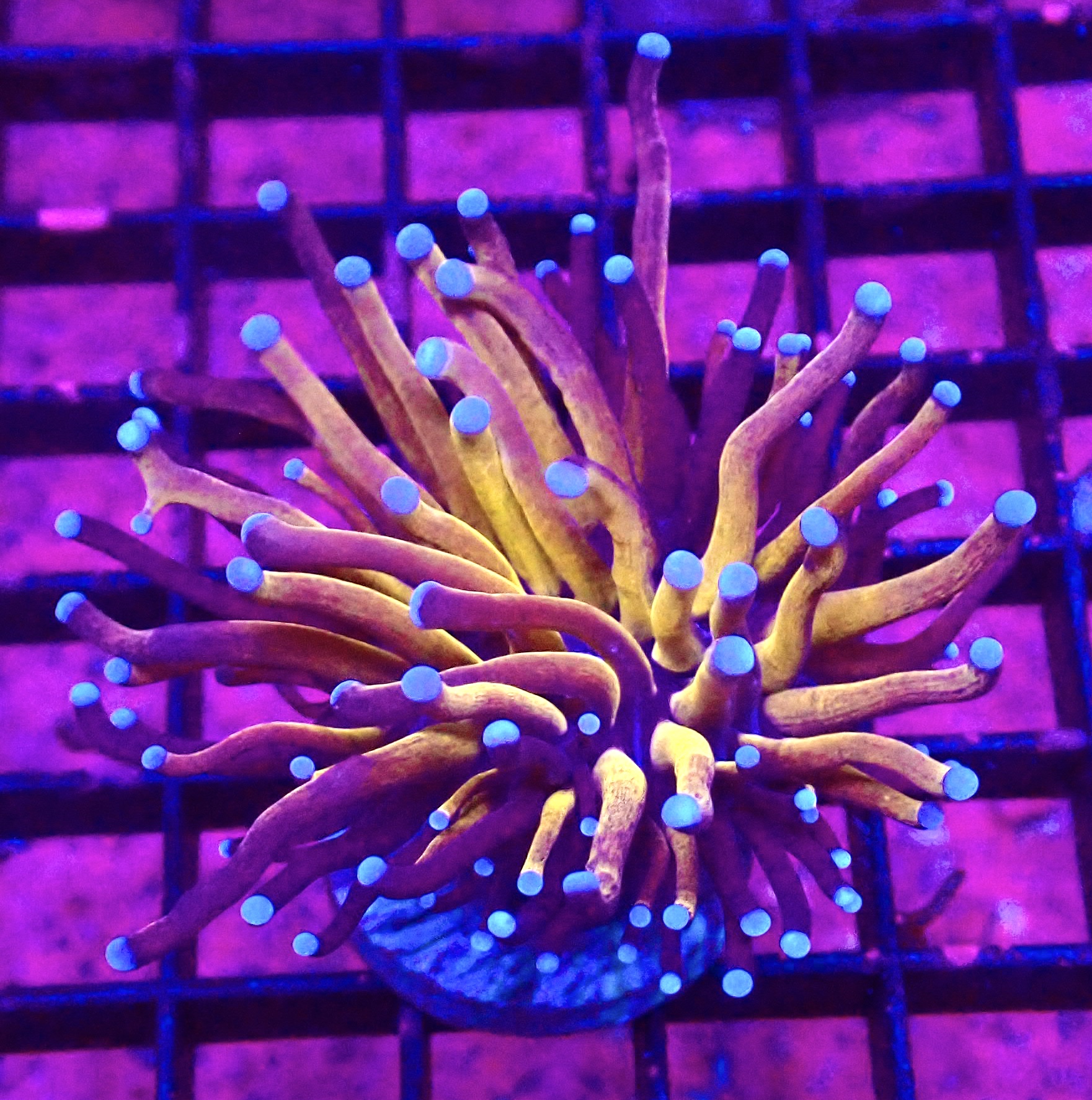 WYSIWYG Tiger Torch Euphyllia 49