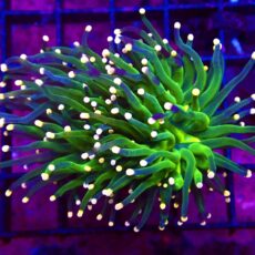 WYSIWYG Metallic Orange Tip Torch Euphyllia Double Head 42