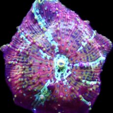 WYSIWYG 30D Rainbow Discosoma Mushroom