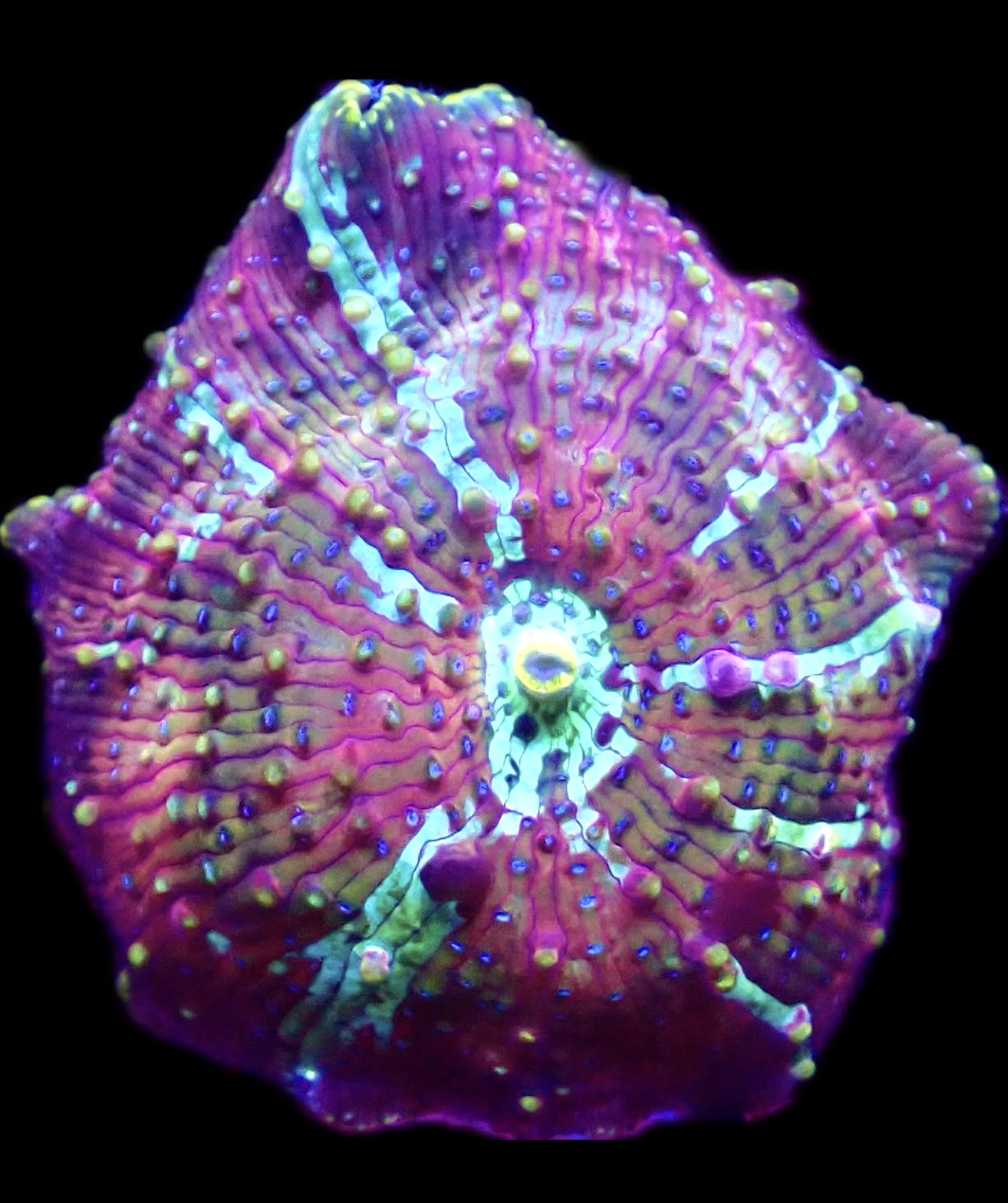 WYSIWYG 30D Rainbow Discosoma Mushroom