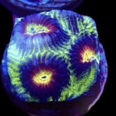 WYSIWYG 33H Lemon Flare Favia Frag