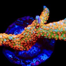 WYSIWYG 14i Ultra Forest Fire Montipora