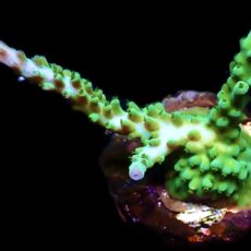 WYSIWYG 15E Turquoise And Blue Staghorn