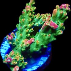 WYSIWYG 23H Bubblebath Unicorn Acropora Large