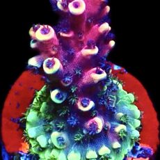 WYSIWYG M13 Pink Cadillac Acropora Frag