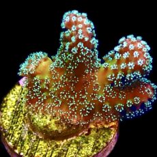 WYSIWYG 14A Rainbow Stylophora Frag ( AKA JF Bugout )