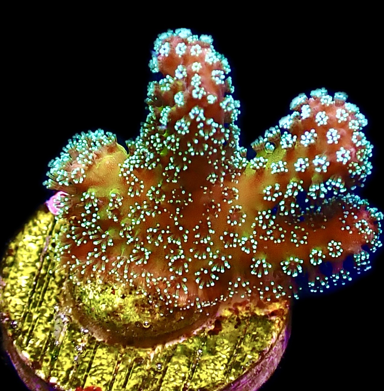 WYSIWYG 14A Rainbow Stylophora Frag ( AKA JF Bugout )