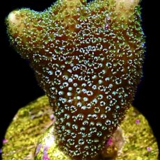 WYSIWYG 24C Lemon/Lime Montipora Digitata