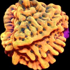 WYSIWYG 16J Beach Bum Montipora Frag Large
