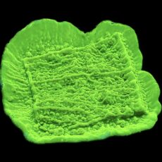 WYSIWYG 17E Toxic Lime Plating Montipora Frag Large