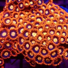 Blaze Of Glory Zoanthid (12+ Polyps )