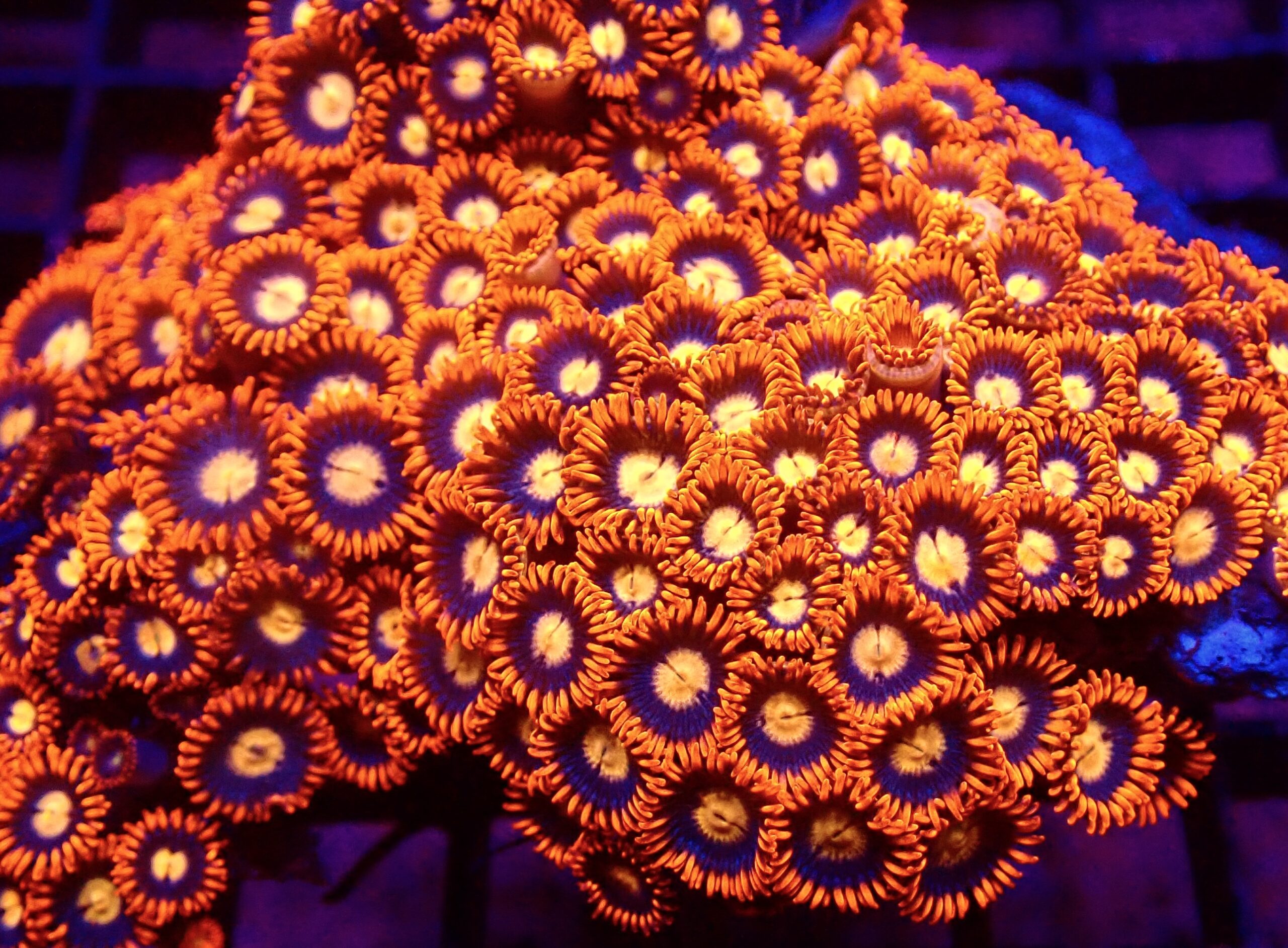 Blaze Of Glory Zoanthid (12+ Polyps )
