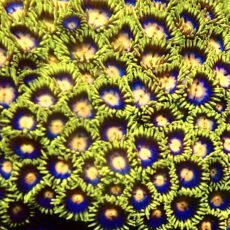 Frozen Lemon Zoanthid (12+ Polyps )