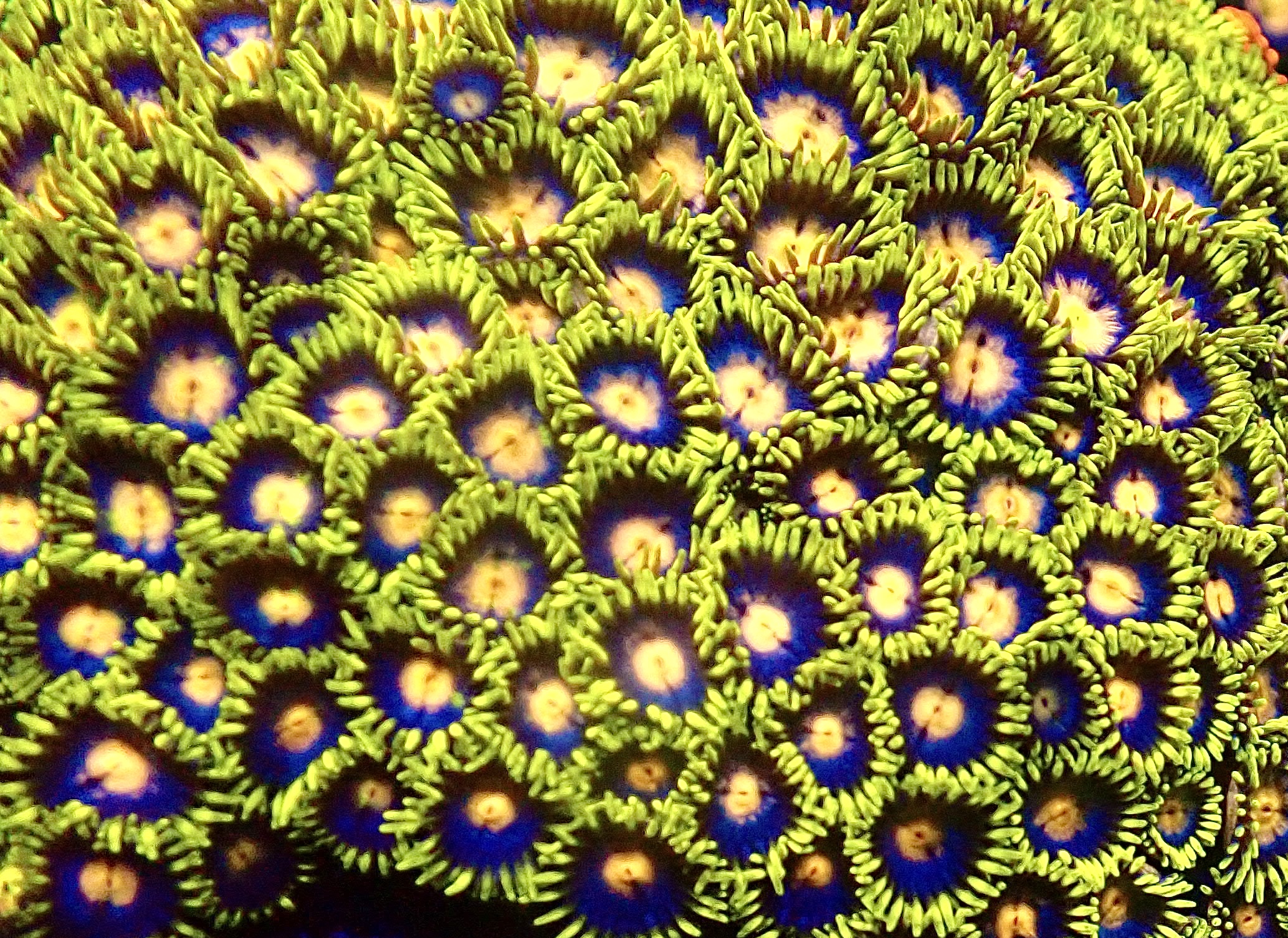 Frozen Lemon Zoanthid (12+ Polyps )