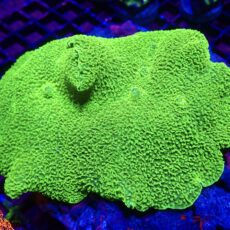 WYSIWYG Nuclear Green Elephant Ear Mushroom XXL ( 120mm Colony )