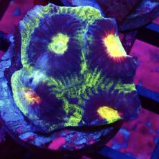 WYSIWYG 32A Lemon Flare Favia Frag