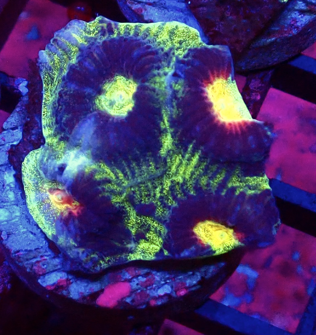 WYSIWYG 32A Lemon Flare Favia Frag