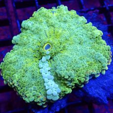 WYSIWYG T2 Show Sized Lemon Ricordea Yuma ( 100mm )