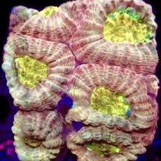 WYSIWYG 30C Moon Dust Favia Frag