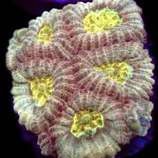 WYSIWYG 30B Moon Dust Favia Frag