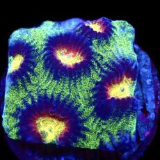 WYSIWYG 32F Lemon Flare Favia Frag