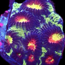 WYSIWYG 31H Lemon Flare Favia Frag