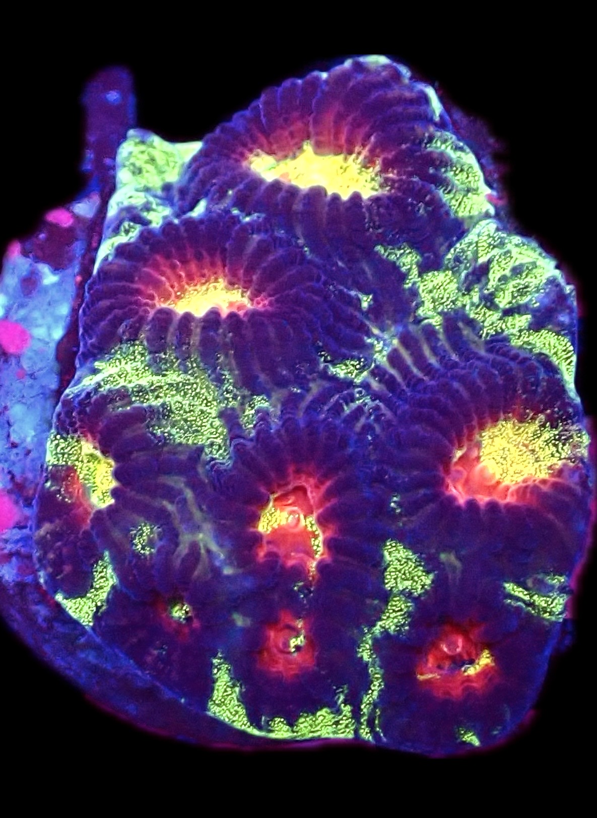 WYSIWYG 31H Lemon Flare Favia Frag
