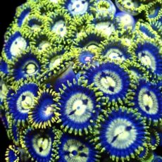 Blue Dragon Zoanthid (12+ Polyps )